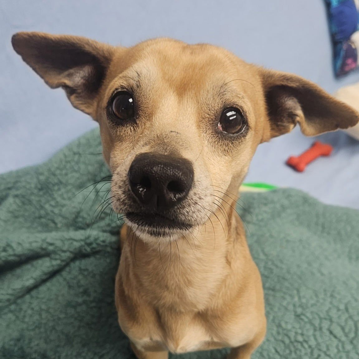 TURBO - Chihuahua available for adoption