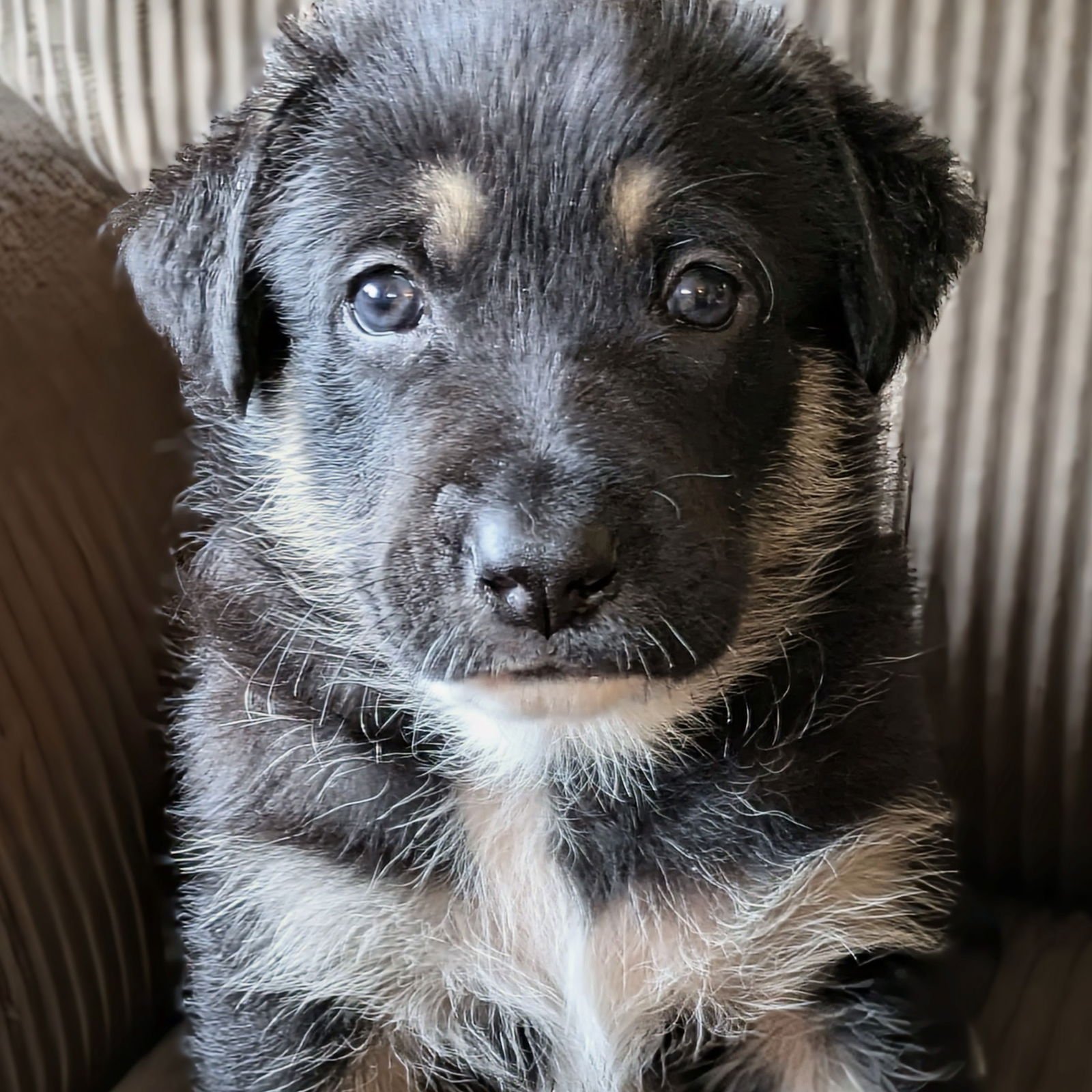 FRITZ - Labrador Retriever available for adoption