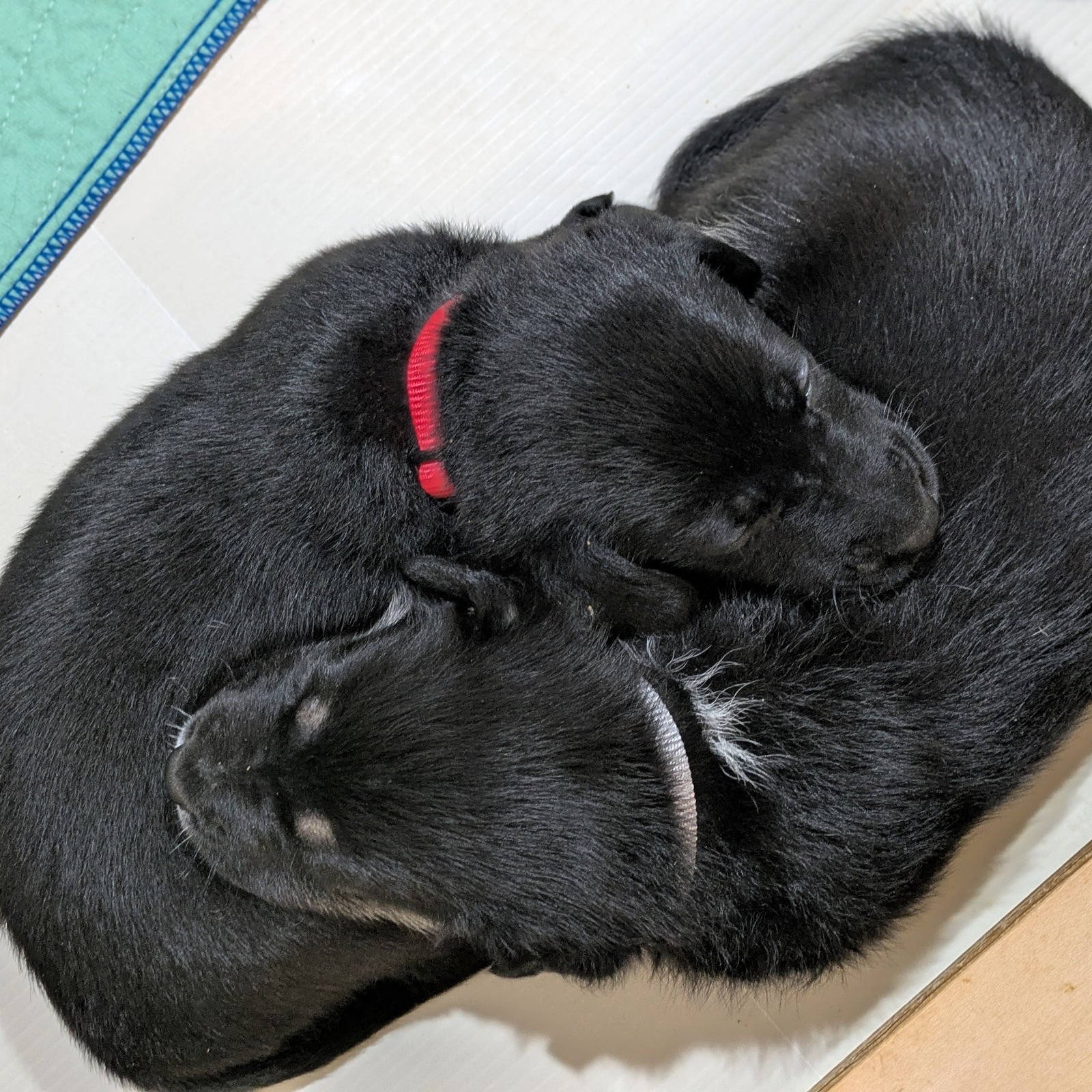 FRITZ - Labrador Retriever available for adoption