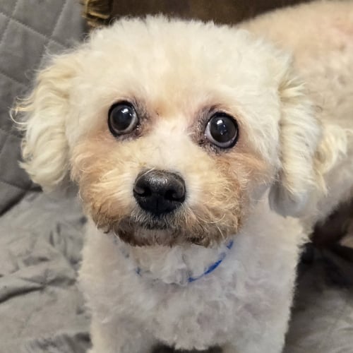 PANDORA - Poodle (Miniature) available for adoption