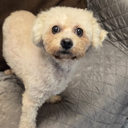 PANDORA - Poodle (Miniature) available for adoption