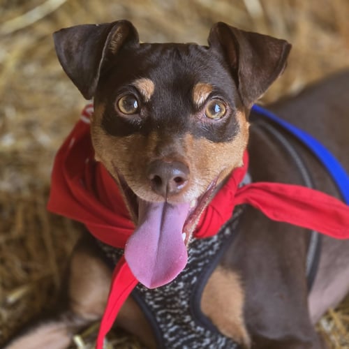 BAMBI - Miniature Pinscher available for adoption
