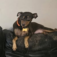 Bambi - Photo 7