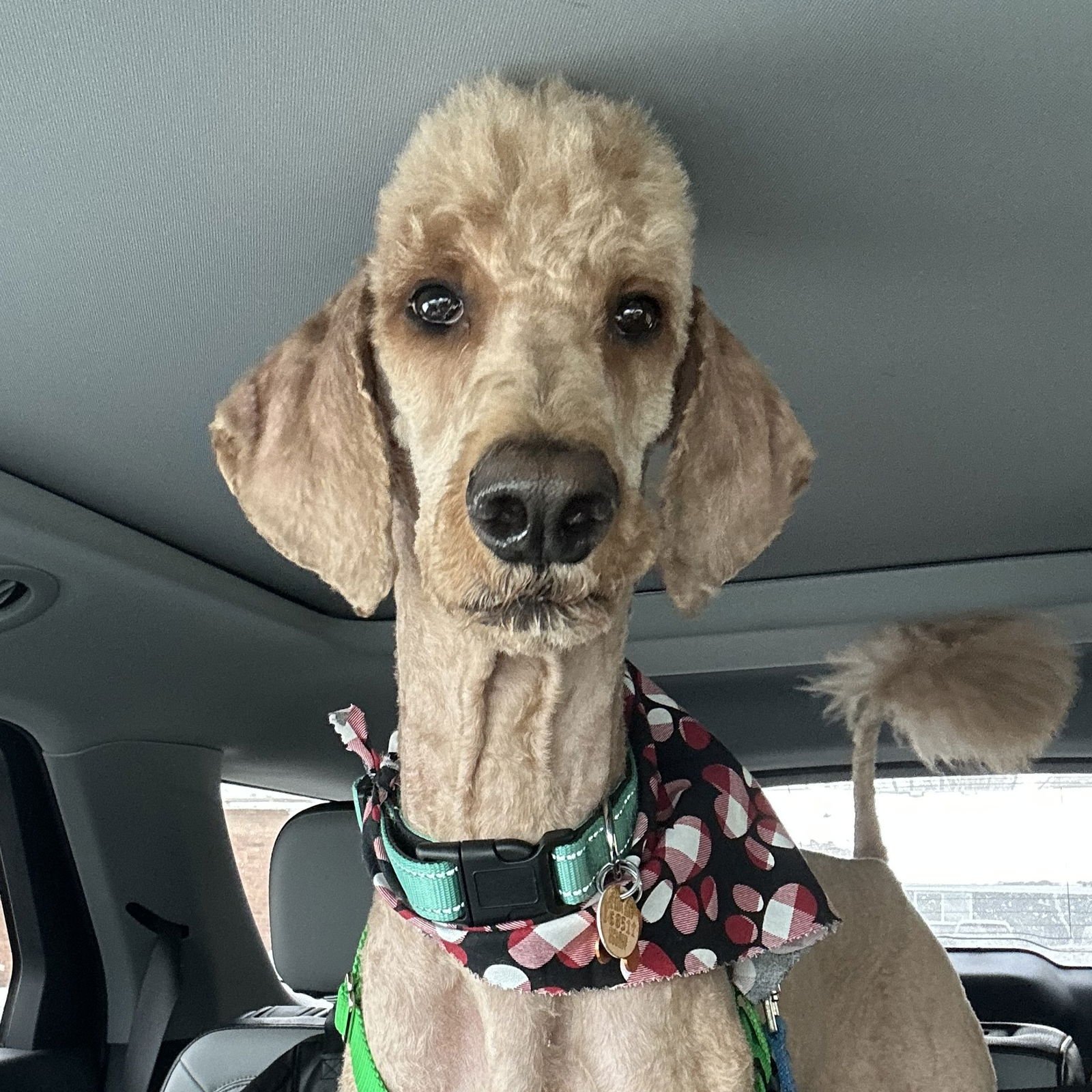 POOH BEAR - Irish Setter / Poodle (unknown type) available for adoption