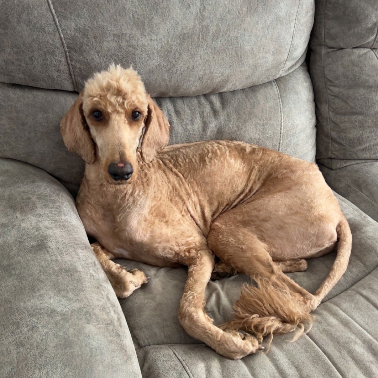 POOH BEAR - Irish Setter / Poodle (unknown type) available for adoption