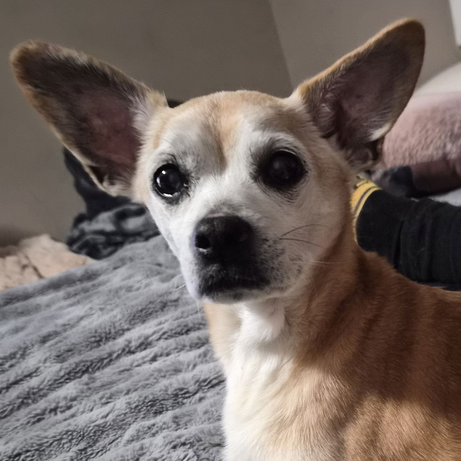 CHARLIE - Chihuahua available for adoption