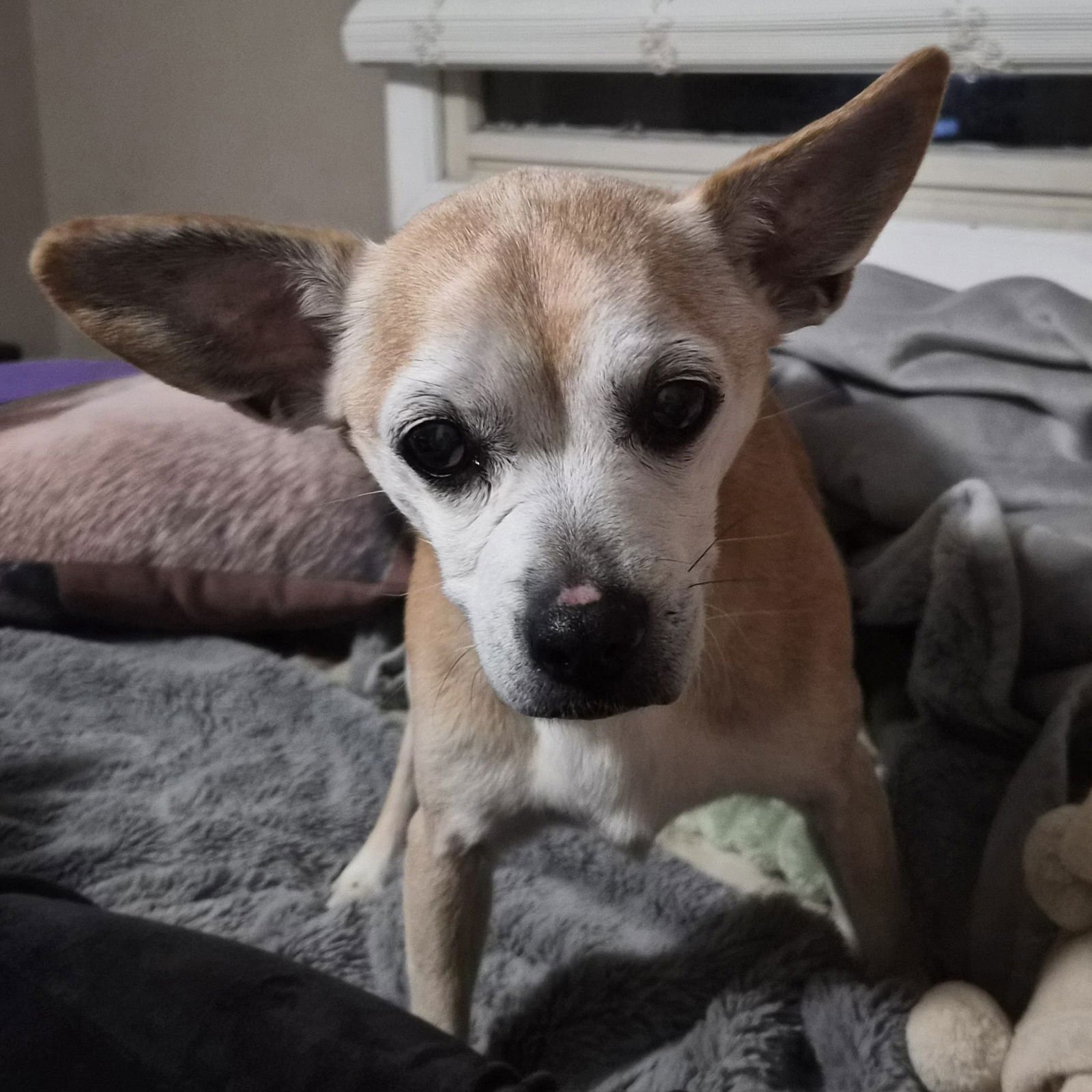 CHARLIE - Chihuahua available for adoption