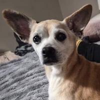Charlie - Photo 2
