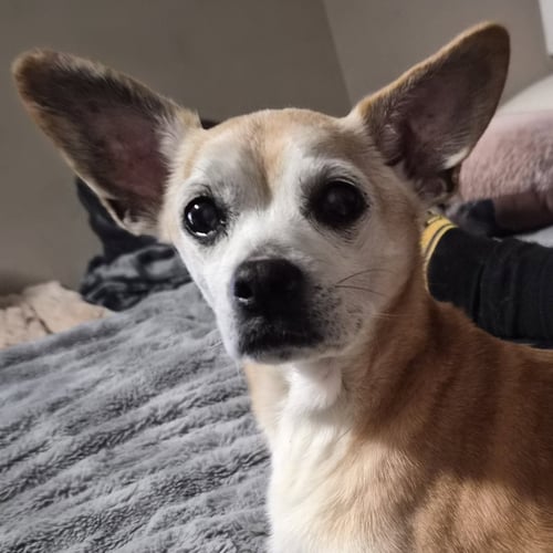 CHARLIE - Chihuahua available for adoption