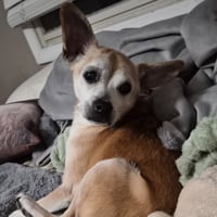 Charlie - Photo 8