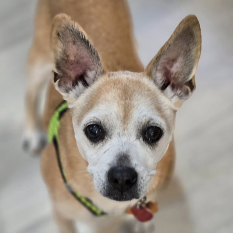 Charlie Image