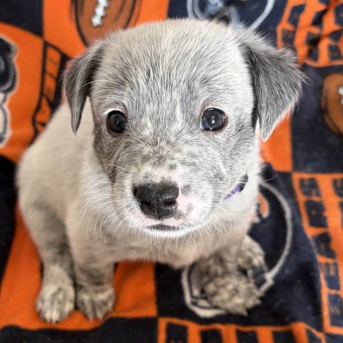 LOGAN - Australian Cattle Dog/Blue Heeler available for adoption