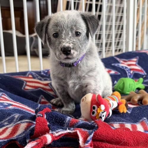 LOGAN - Australian Cattle Dog/Blue Heeler available for adoption