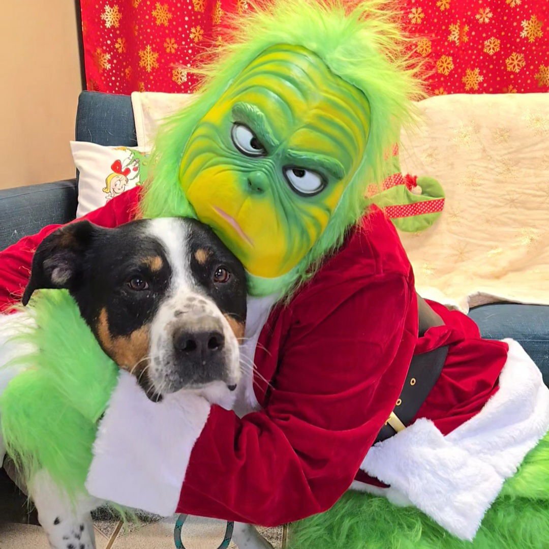 MOOSE - Unknown available for adoption