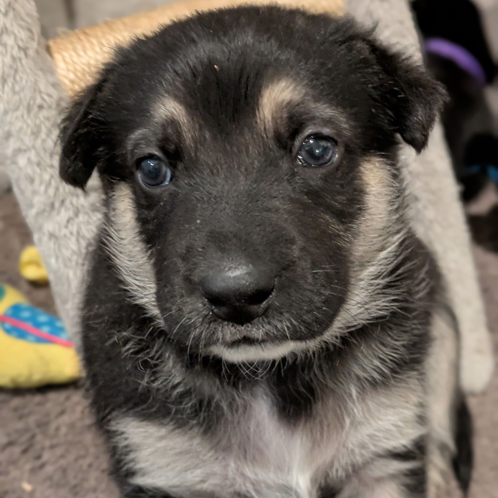 EMBARRASSMENT - Labrador Retriever available for adoption