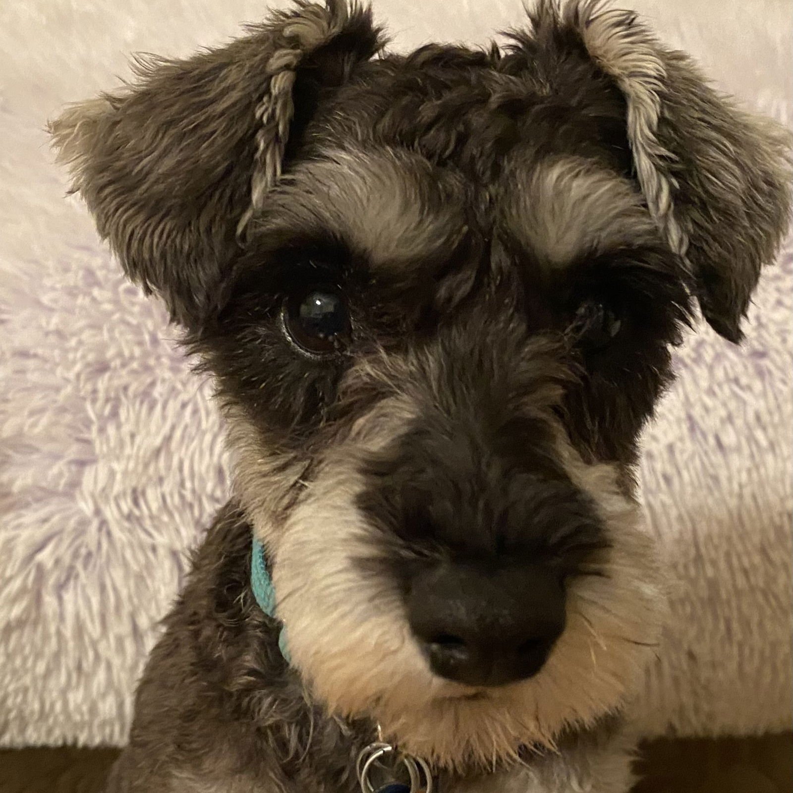 PENELOPE - Miniature Schnauzer available for adoption