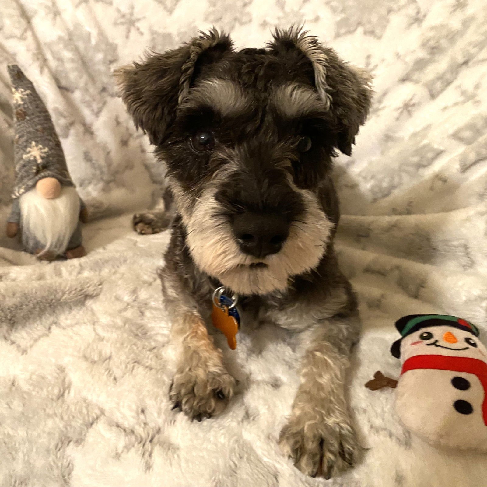 PENELOPE - Miniature Schnauzer available for adoption