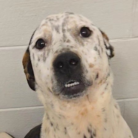 ALOKA - Australian Cattle Dog/Blue Heeler available for adoption