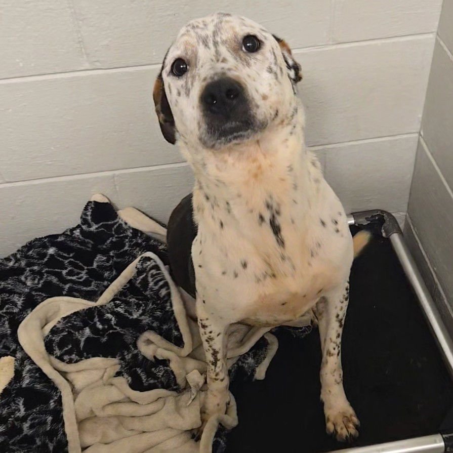 ALOKA - Australian Cattle Dog/Blue Heeler available for adoption