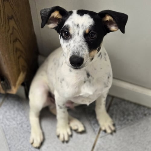 MIKE - Jack Russell Terrier available for adoption