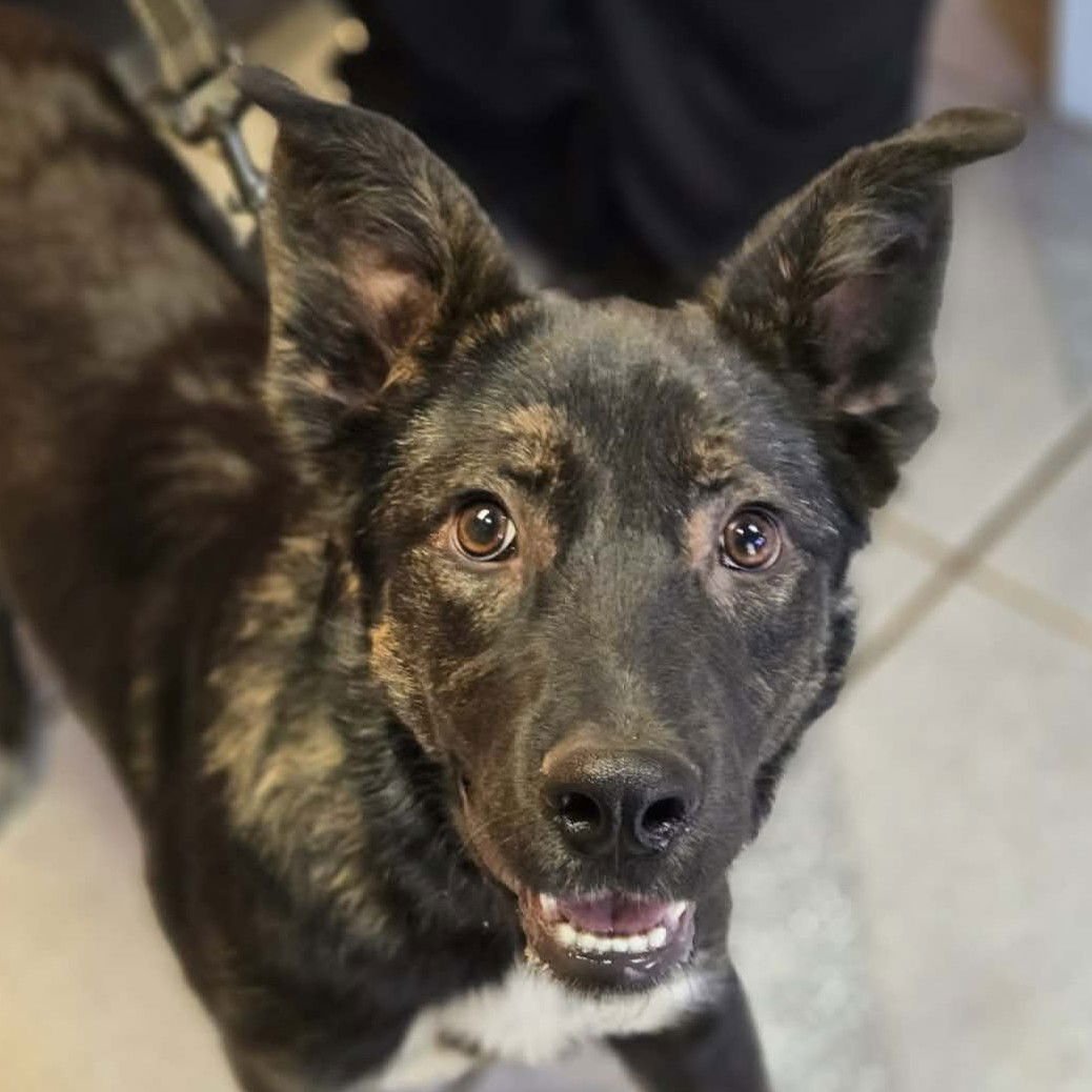 MILO - Shepherd available for adoption