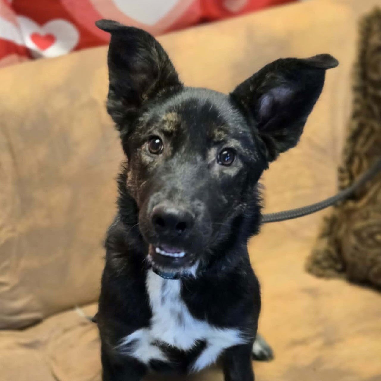 MILO - Shepherd available for adoption