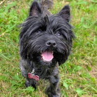 Chiquito - Photo 2