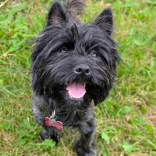 CHIQUITO - Cairn Terrier available for adoption