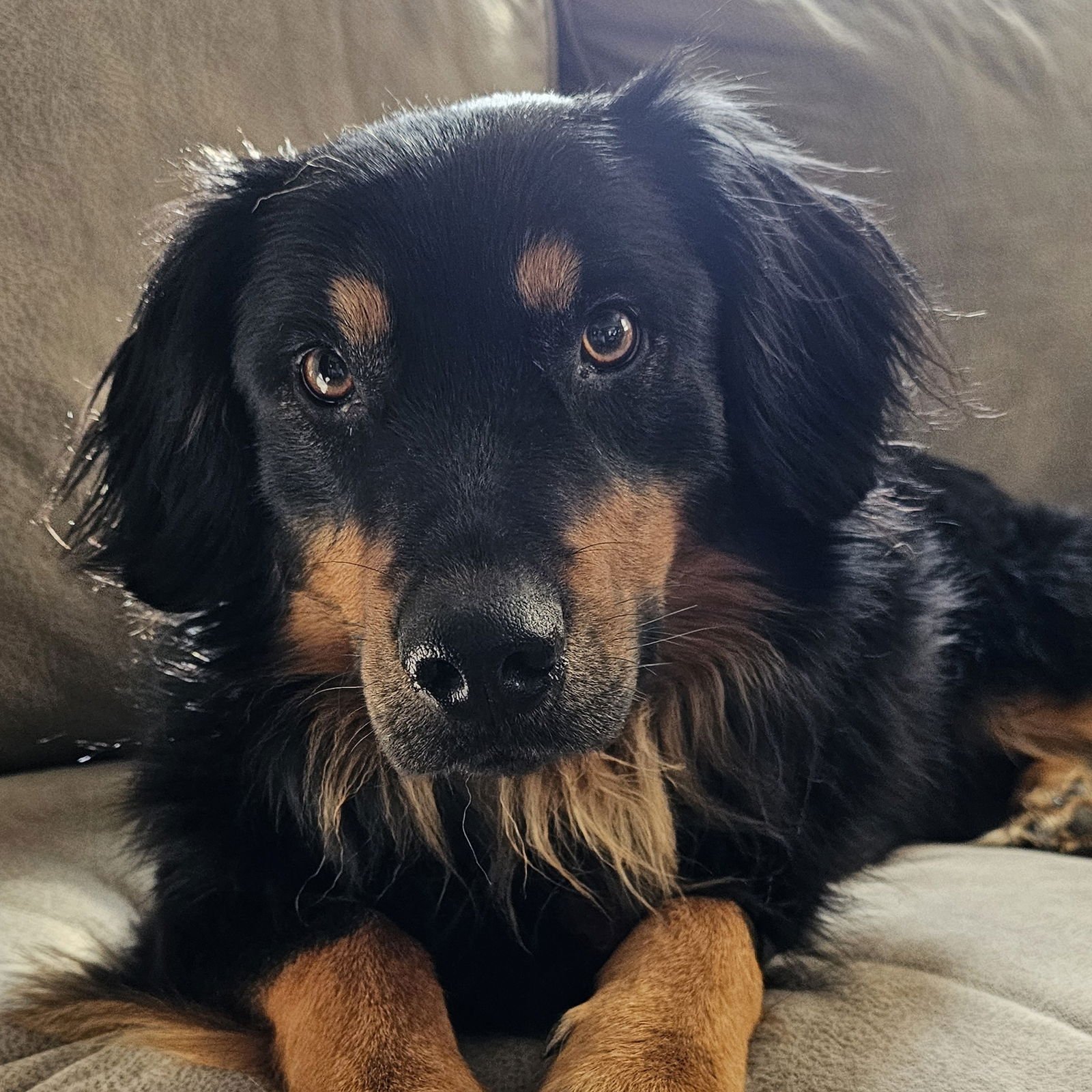 ICARUS - Australian Shepherd available for adoption