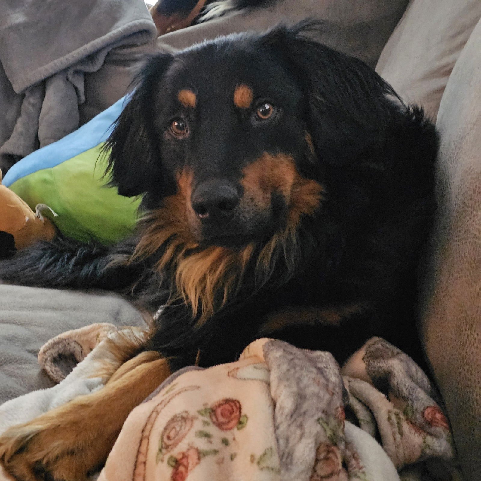 ICARUS - Australian Shepherd available for adoption