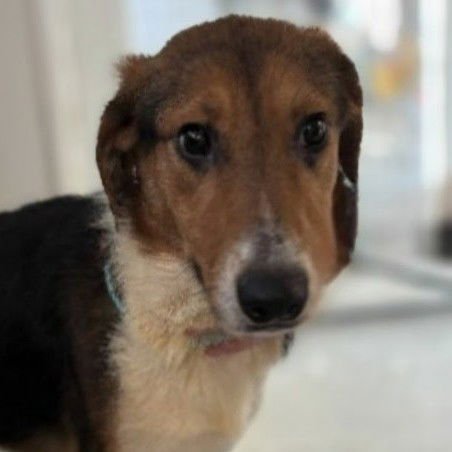 VALEN - Collie available for adoption