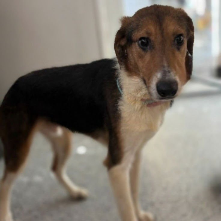 VALEN - Collie available for adoption