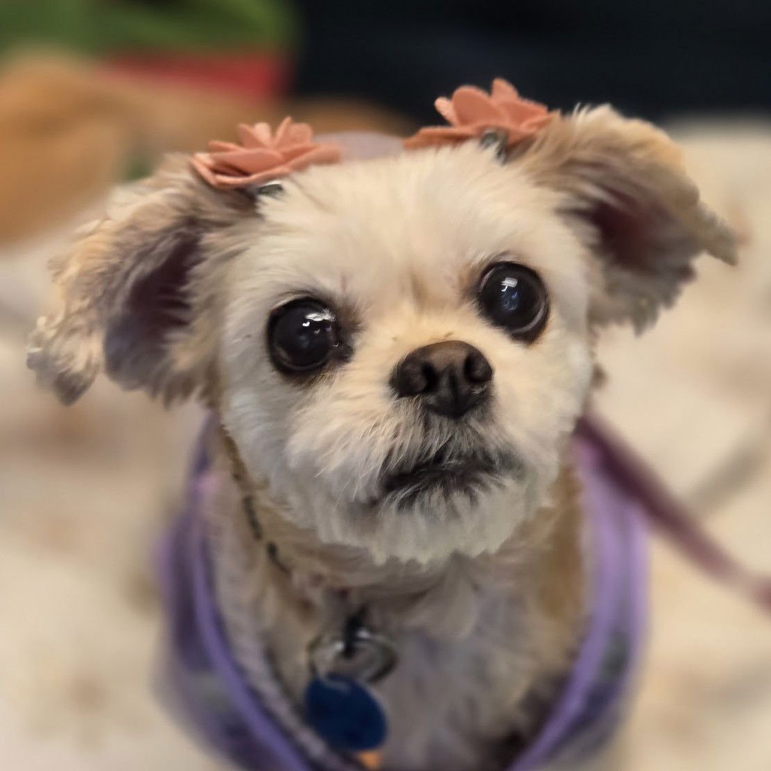 MIN MIN - Shih Tzu available for adoption