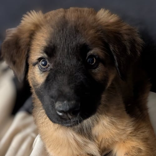 BOOP - Shepherd available for adoption
