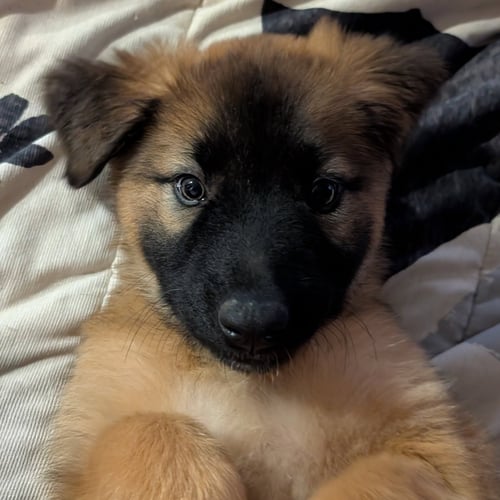 BOOP - Shepherd available for adoption