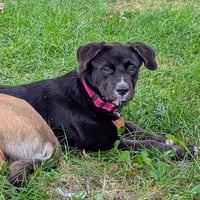 Scout - Photo 5