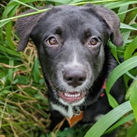 Scout - Photo 2