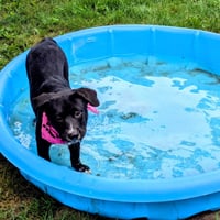 Scout - Photo 6