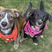 Scout - Photo 4