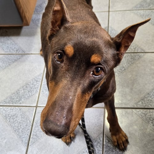 SHREK - Doberman Pinscher available for adoption