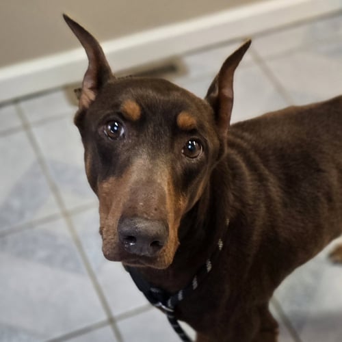 SHREK - Doberman Pinscher available for adoption