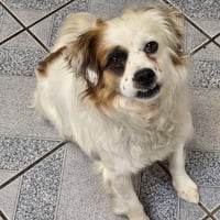 Pesto - Photo 9