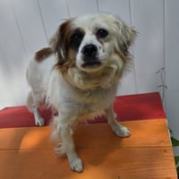 Pesto - Photo 3