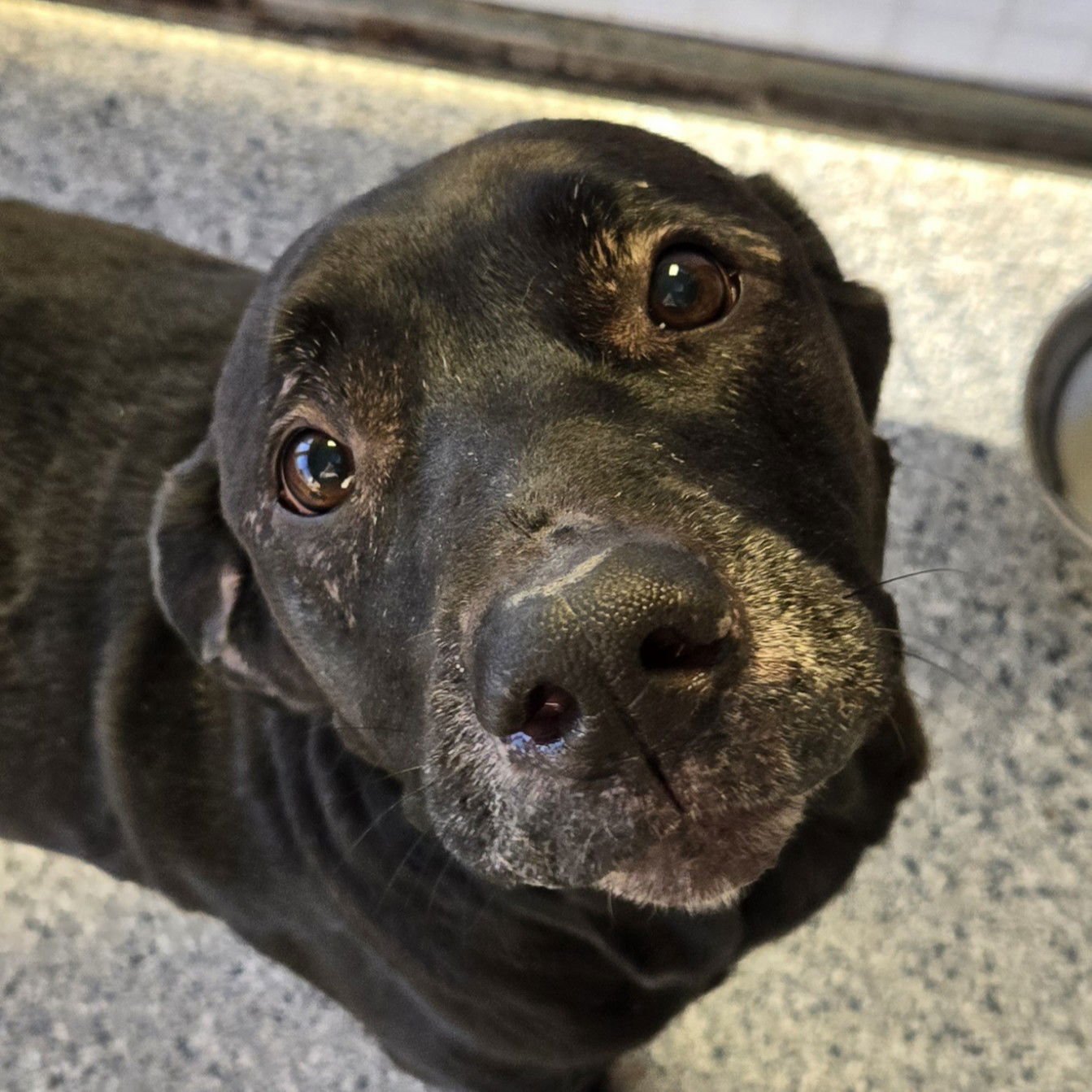 FAITH - Labrador Retriever available for adoption