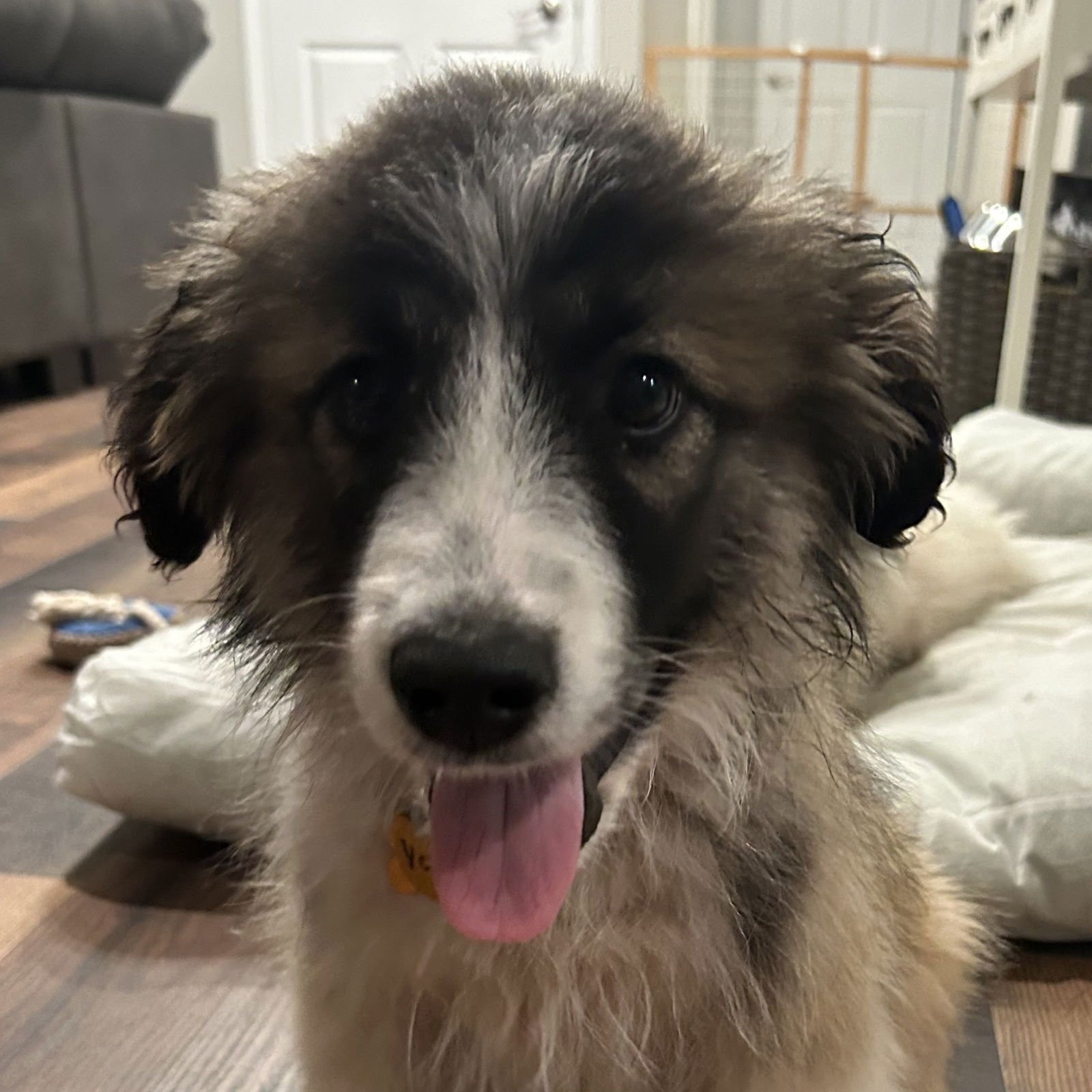 YETI - Great Pyrenees available for adoption