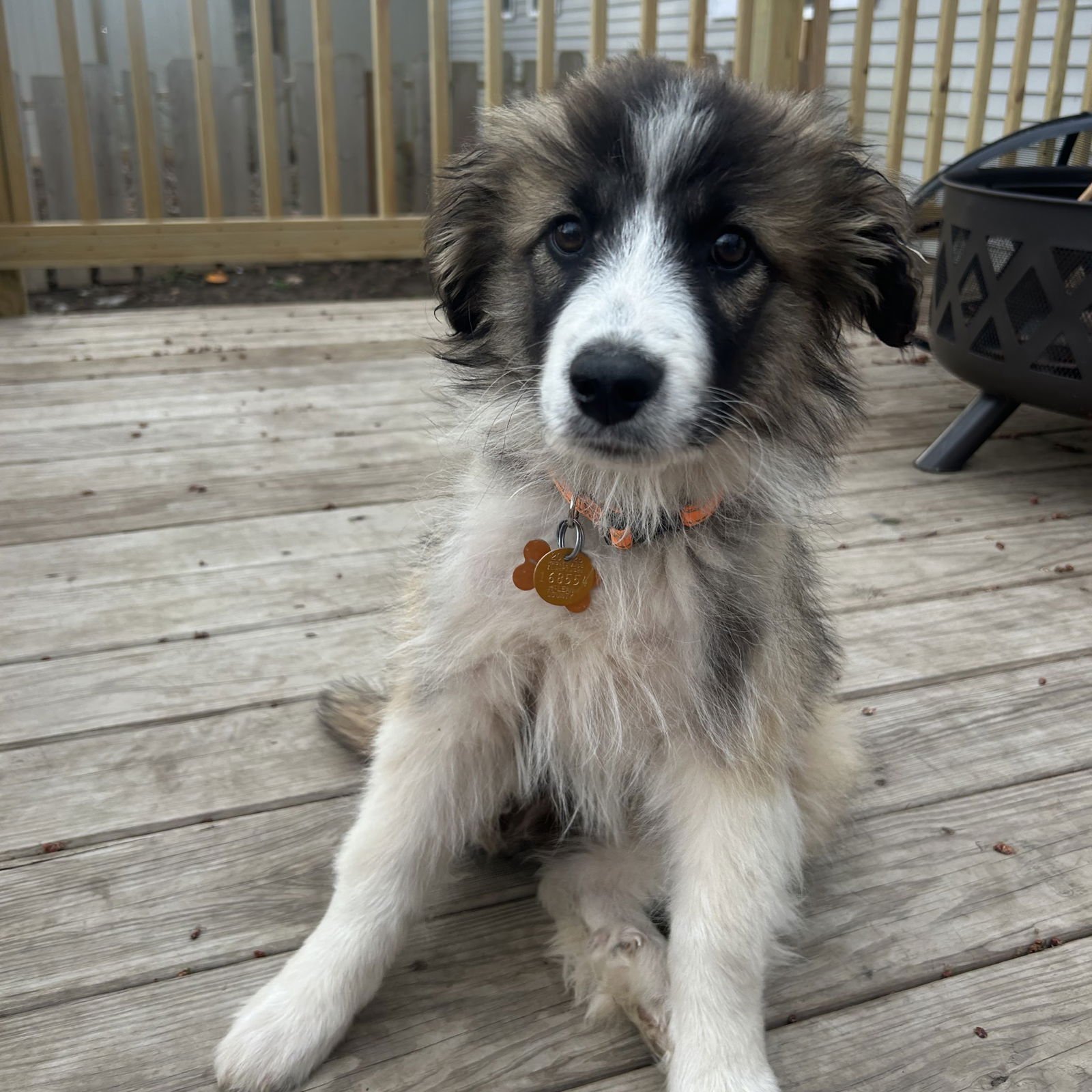 YETI - Great Pyrenees available for adoption
