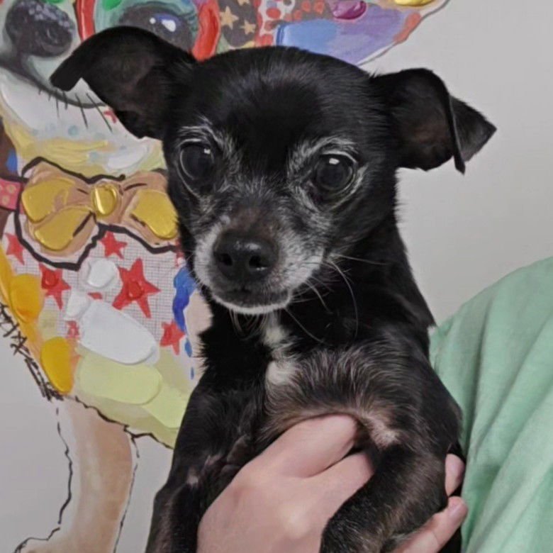 ZANDER - Chihuahua available for adoption