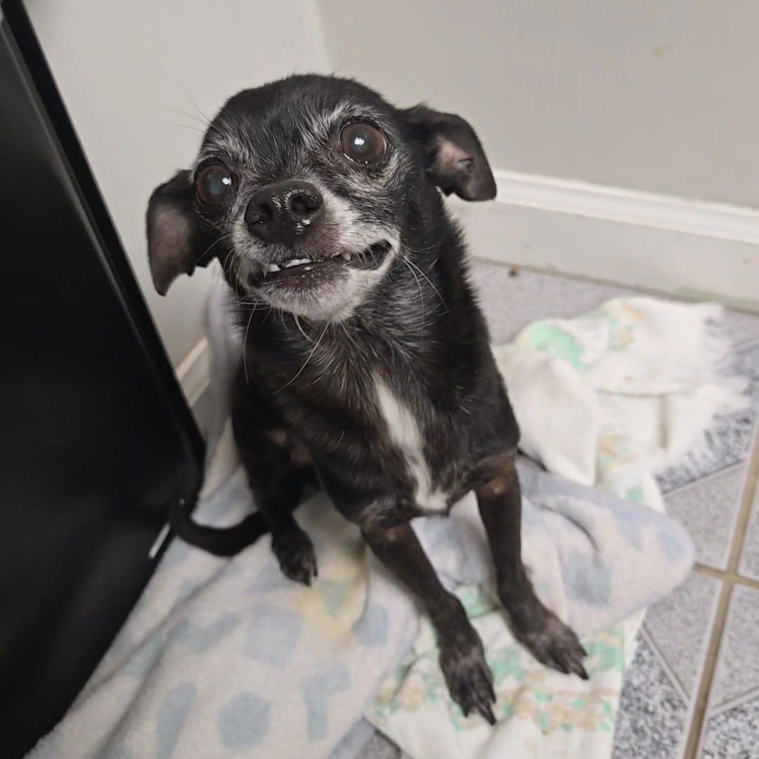 ZANDER - Chihuahua available for adoption