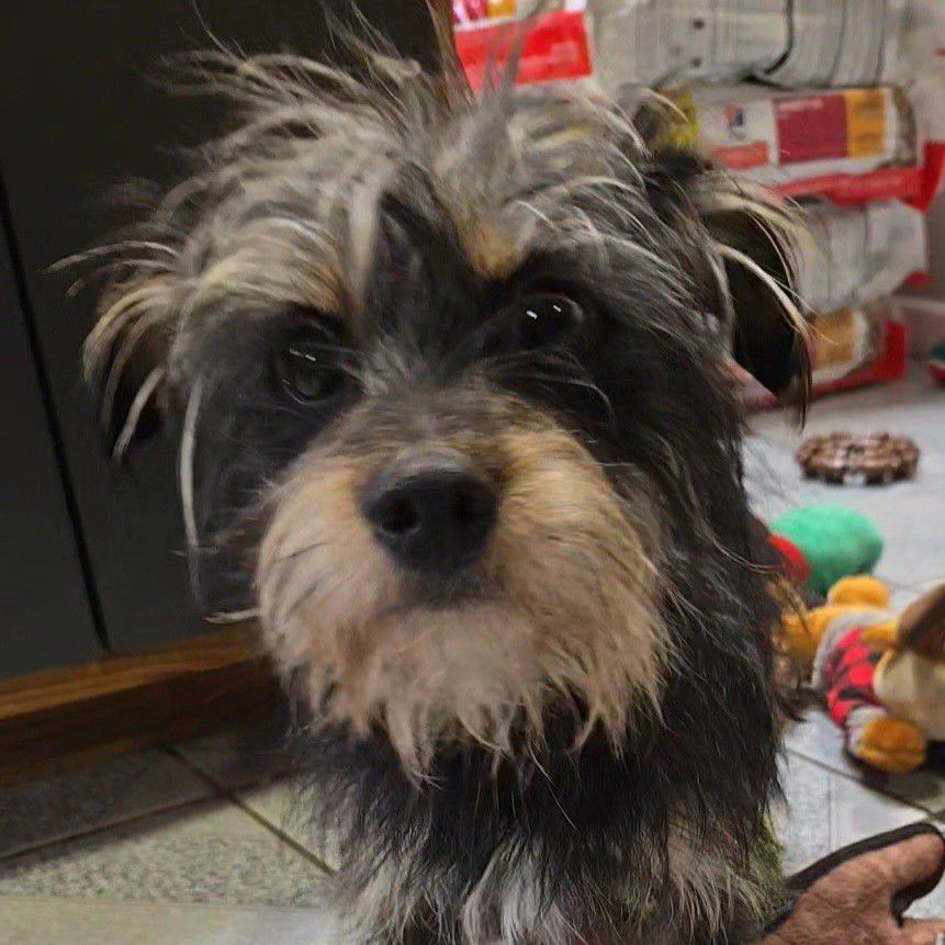 FINCH - Miniature Schnauzer available for adoption
