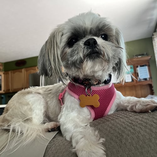 KENZIE - Shih Tzu available for adoption